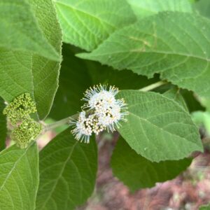 Callicarpa acuminata