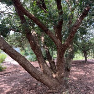 Quercus sp. ‘Sierra Chiquita’ (Sierra Chiquita Oak) at The John Fairey Garden nursery in Hempstead, Texas