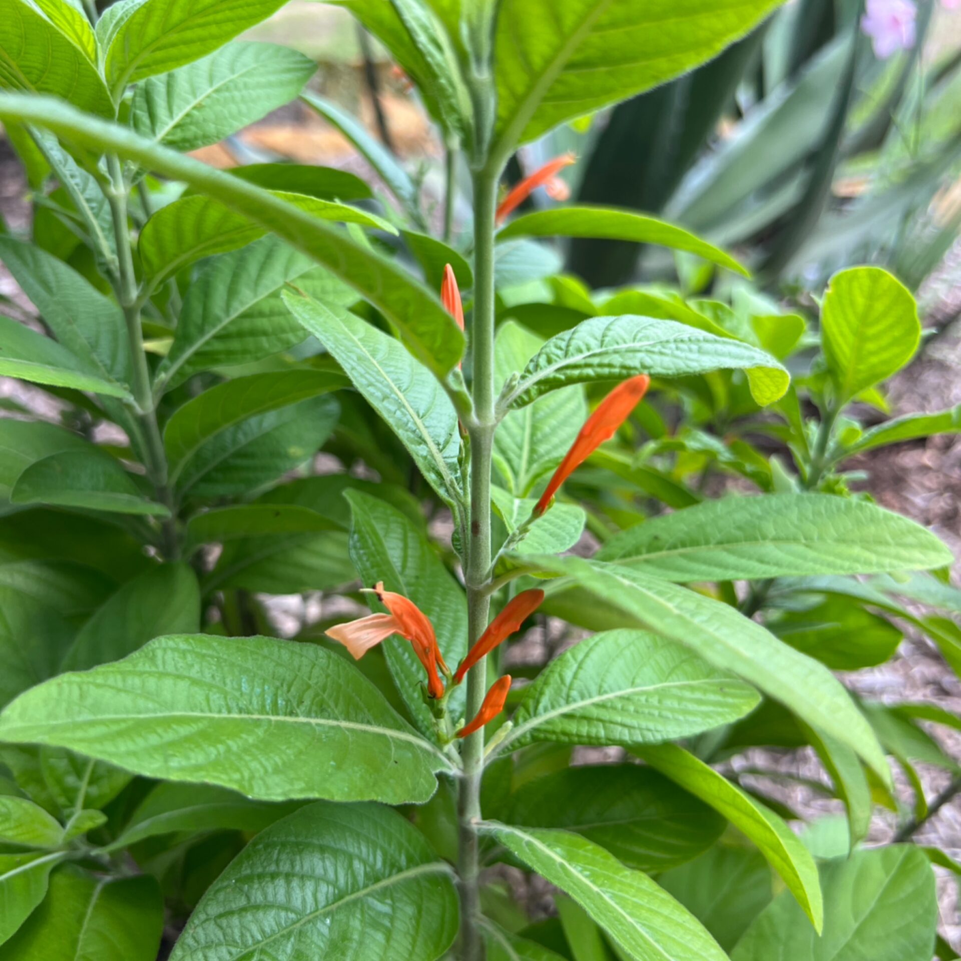 Justicia spicigera (Mexican Honeysuckle) at The John Fairey Garden nursery in Hempstead, Texas