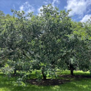 Quercus aff. vaseyana