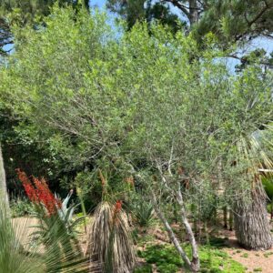 Fraxinus greggii