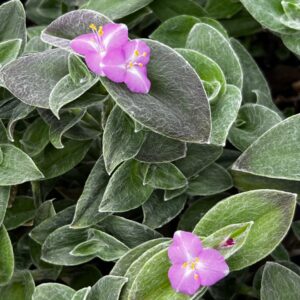 Tradescantia sillamontana
