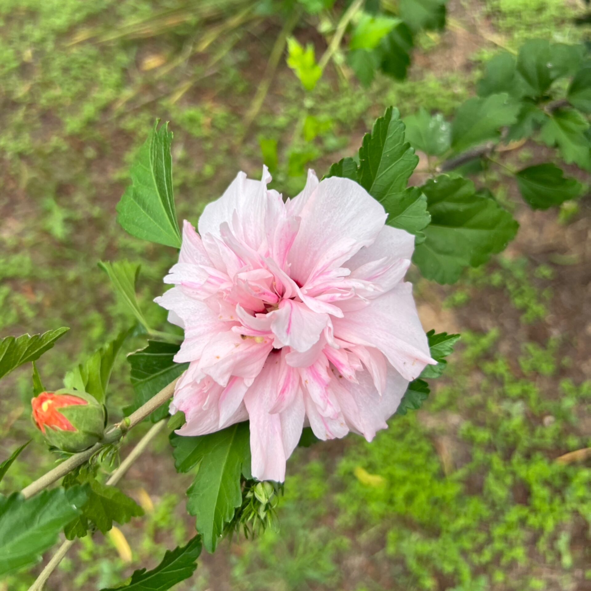 Hibiscus syriacus ‘Sam McFadden’ (Rose of Sharon) at The John Fairey Garden nursery in Hempstead, Texas