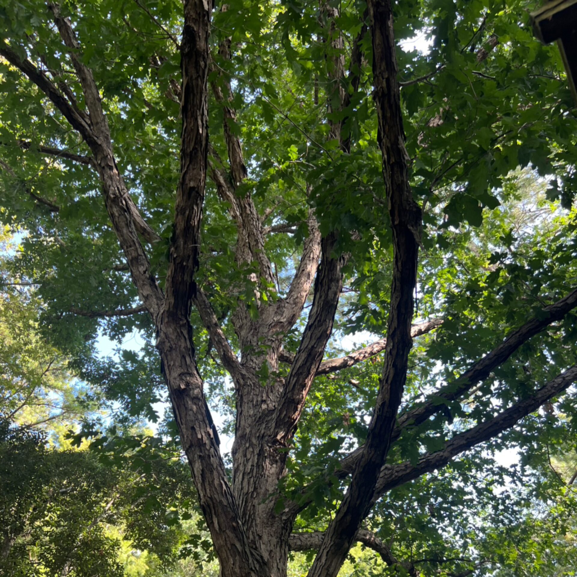 Quercus alba (White Oak) at The John Fairey Garden nursery in Hempstead, Texas