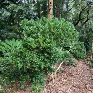 Buxus harlandii (Harland Boxwood) at The John Fairey Garden nursery in Hempstead, Texas