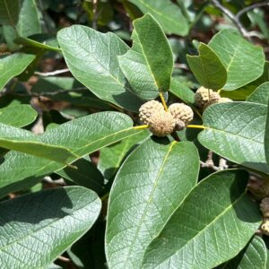 Quercus polymorpha