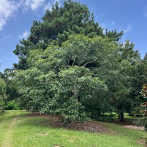 Quercus buckleyi