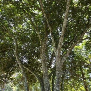 Quercus glauca