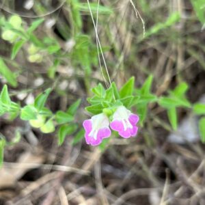 Scutellaria mulleri