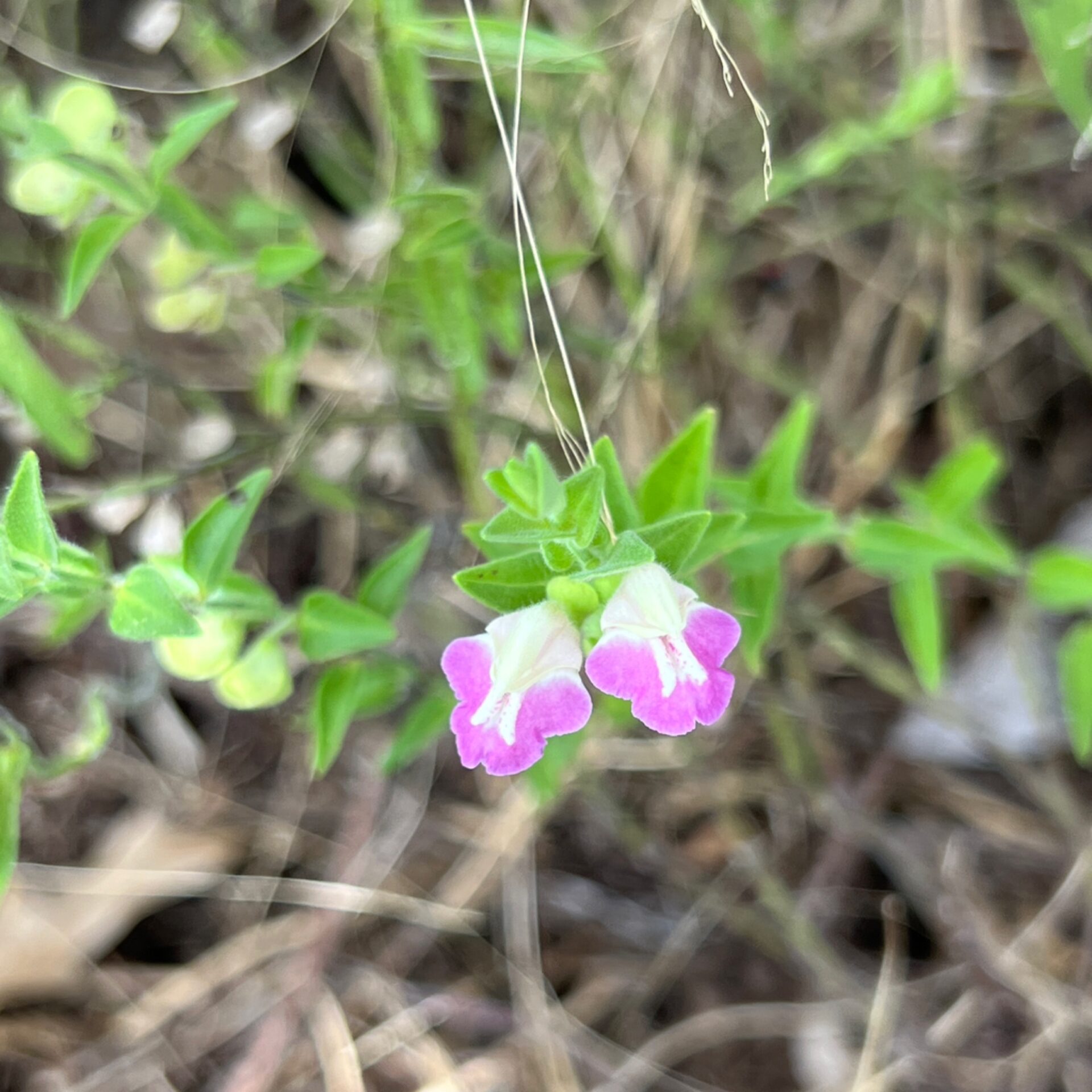 Scutellaria mulleri at The John Fairey Garden nursery in Hempstead, Texas