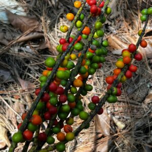 Chamaedorea radicalis