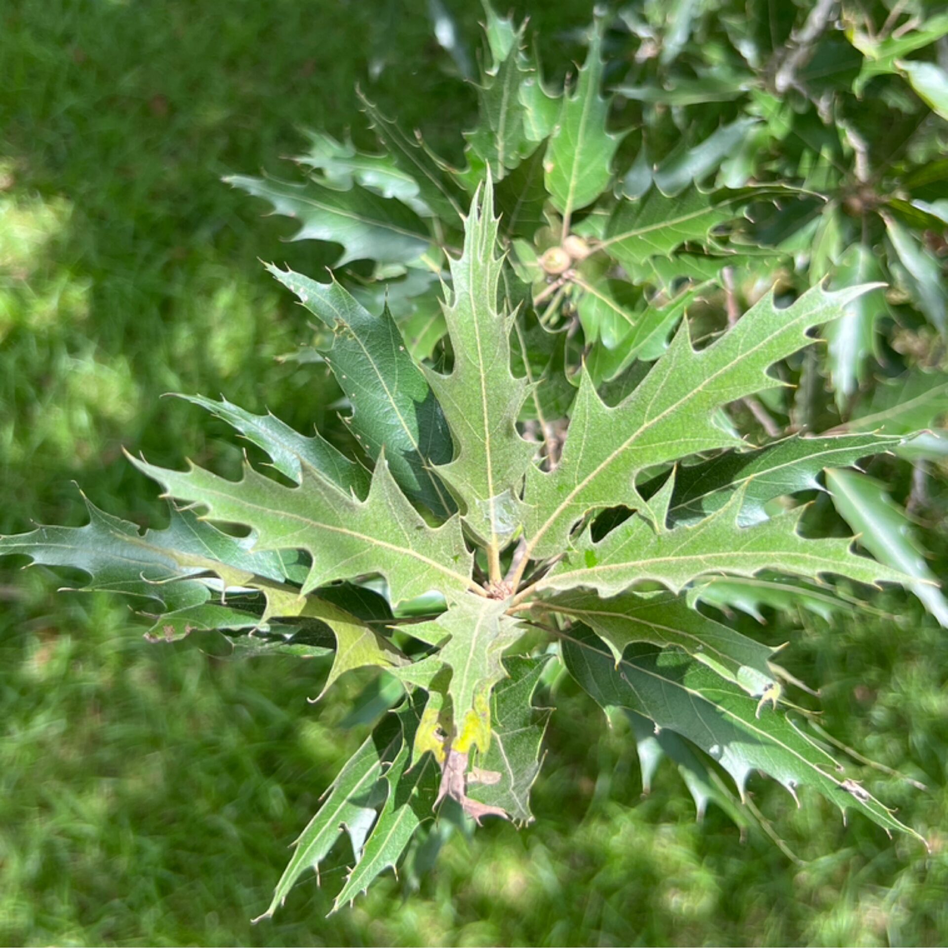 Quercus sp. ‘San Carlos’ (San Carlos Oak) at The John Fairey Garden nursery in Hempstead, Texas