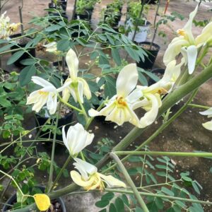 Moringa oleifera
