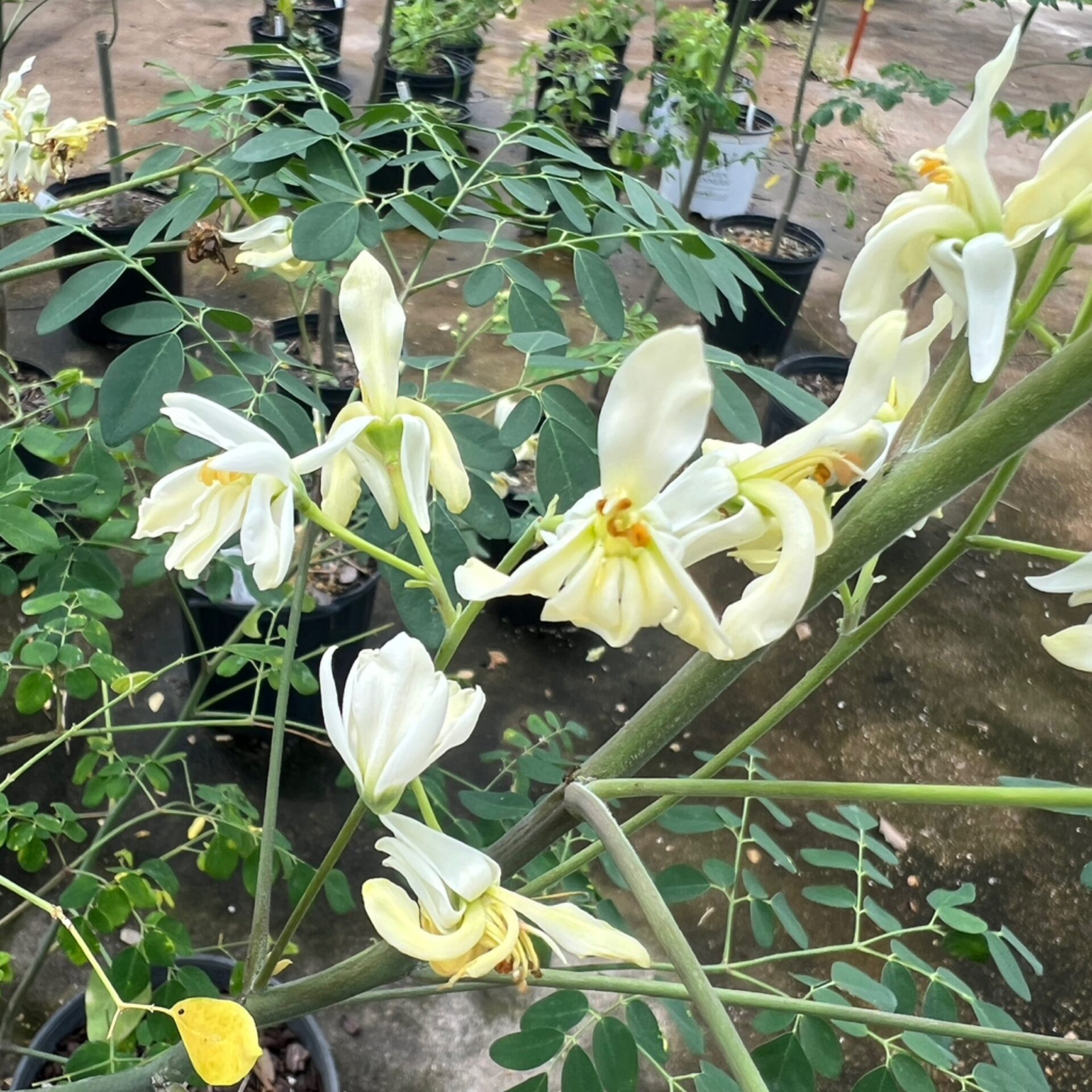 Moringa oleifera (Miracle Tree) at The John Fairey Garden nursery in Hempstead, Texas