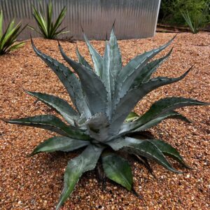 Agave sp. 'Miquihuana Silver'