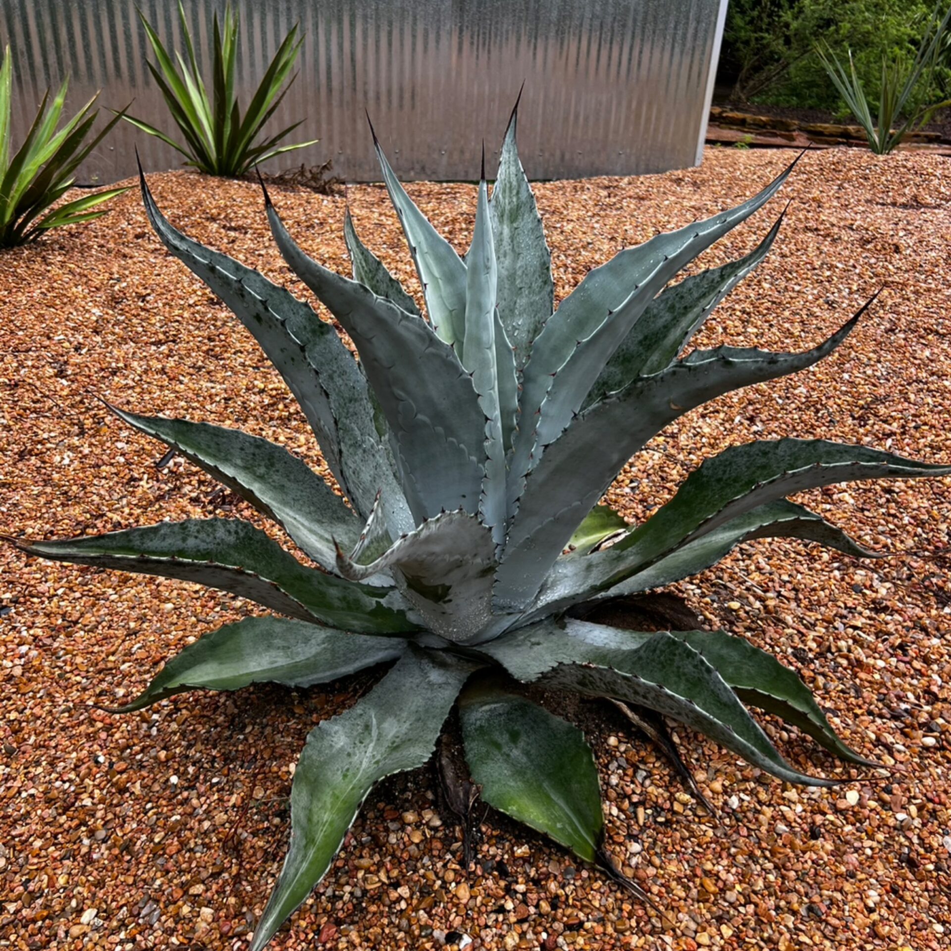 Agave sp. ‘Miquihuana Silver’ (Miquihuana Silver Agave) at The John Fairey Garden nursery in Hempstead, Texas