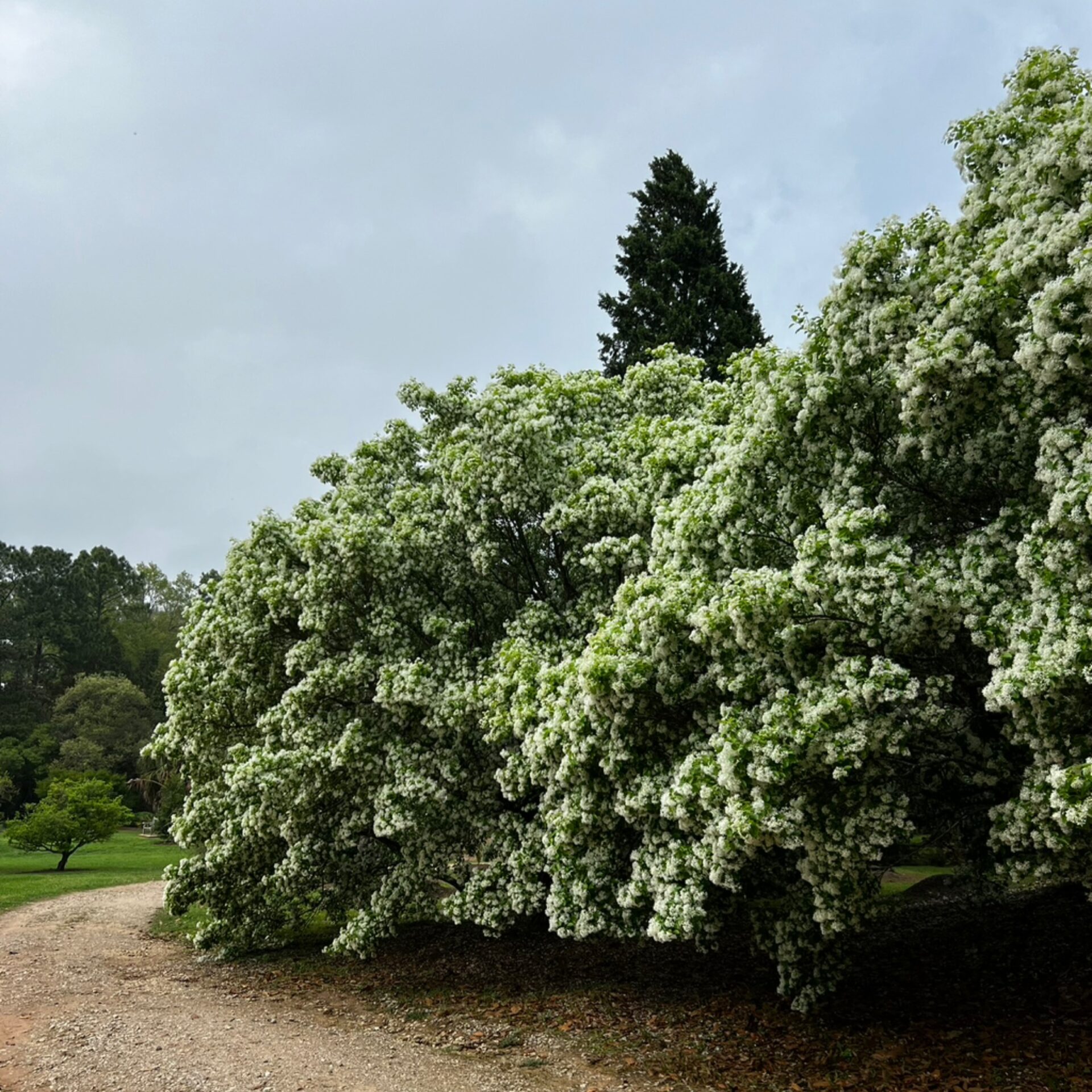 Chionanthus retusus (Chinese Fringe Tree) at The John Fairey Garden nursery in Hempstead, Texas