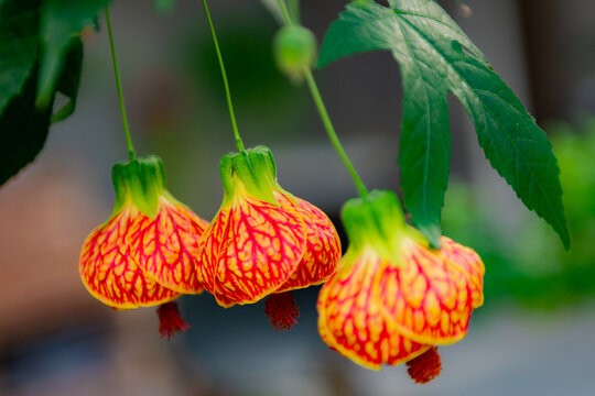 Abutilon x ‘Biltmore Ballgown’ (Biltmore Ballgown Abutilon) at The John Fairey Garden nursery in Hempstead, Texas