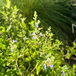 Salvia ballotiflora (Shrubby Blue Sage) at The John Fairey Garden nursery in Hempstead, Texas
