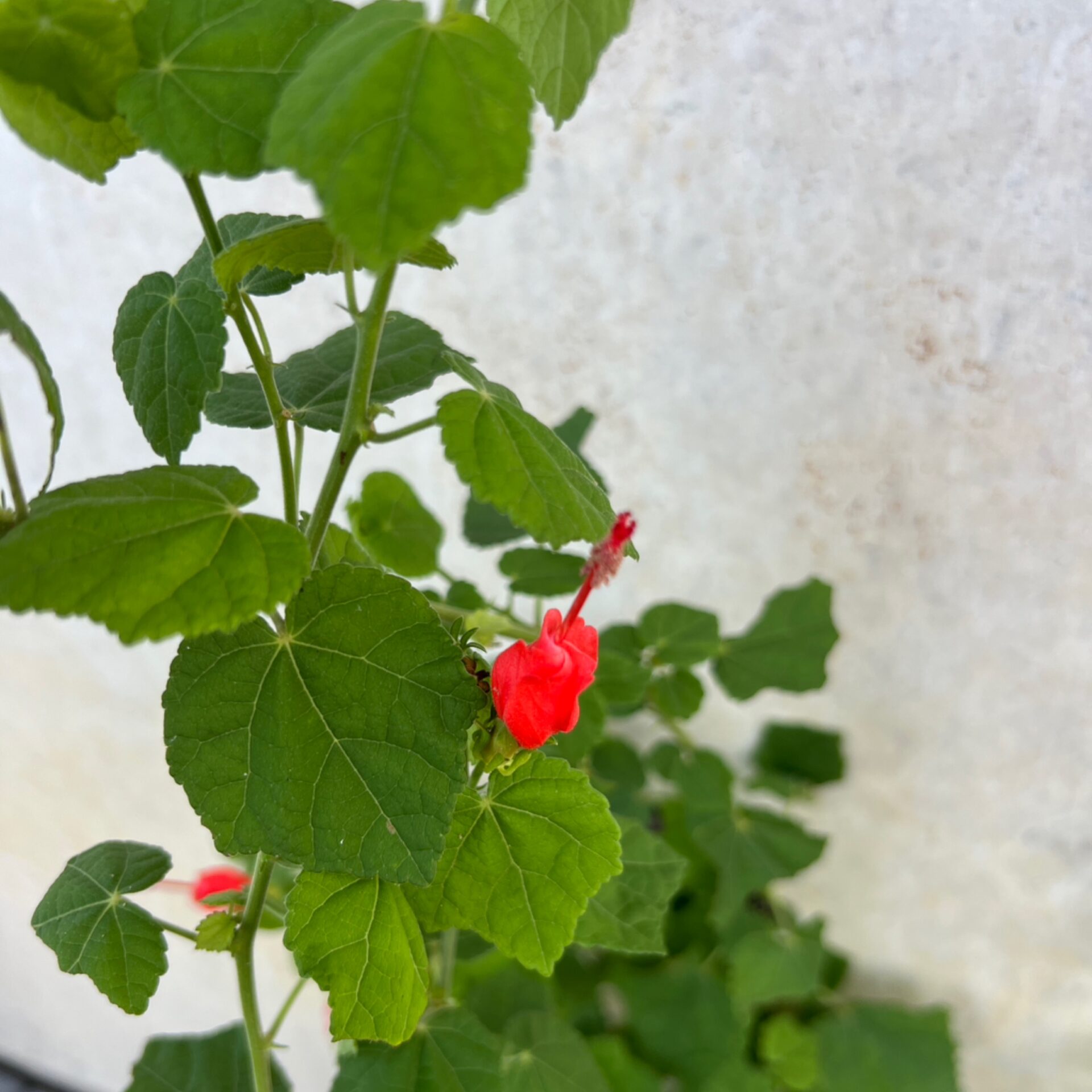 Malvaviscus arboreus var. drummondii (Turk's Cap) at The John Fairey Garden nursery in Hempstead, Texas