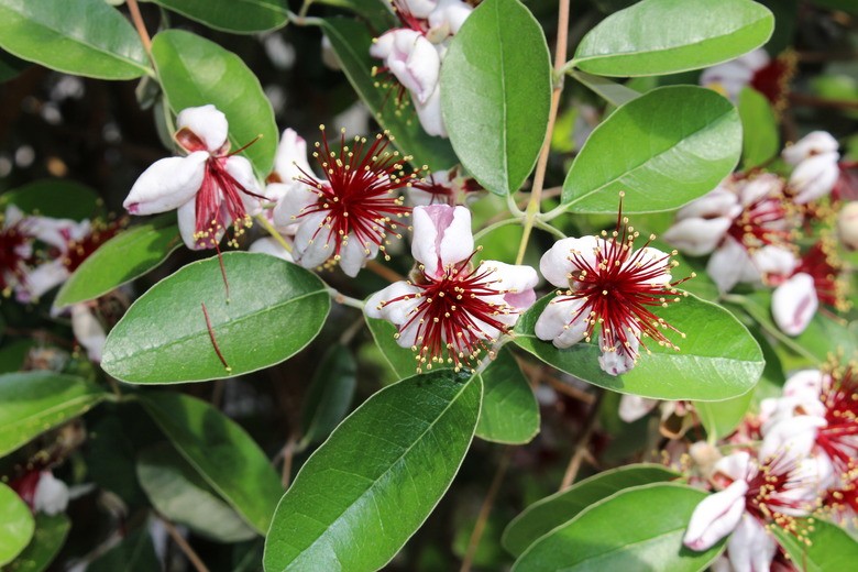 Feijoa sellowiana (Pineapple Guava) at The John Fairey Garden nursery in Hempstead, Texas