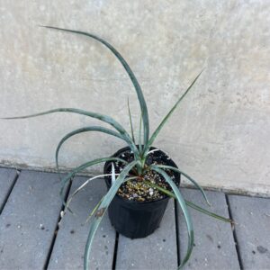 Yucca torreyi (Spanish Dagger) at The John Fairey Garden nursery in Hempstead, Texas