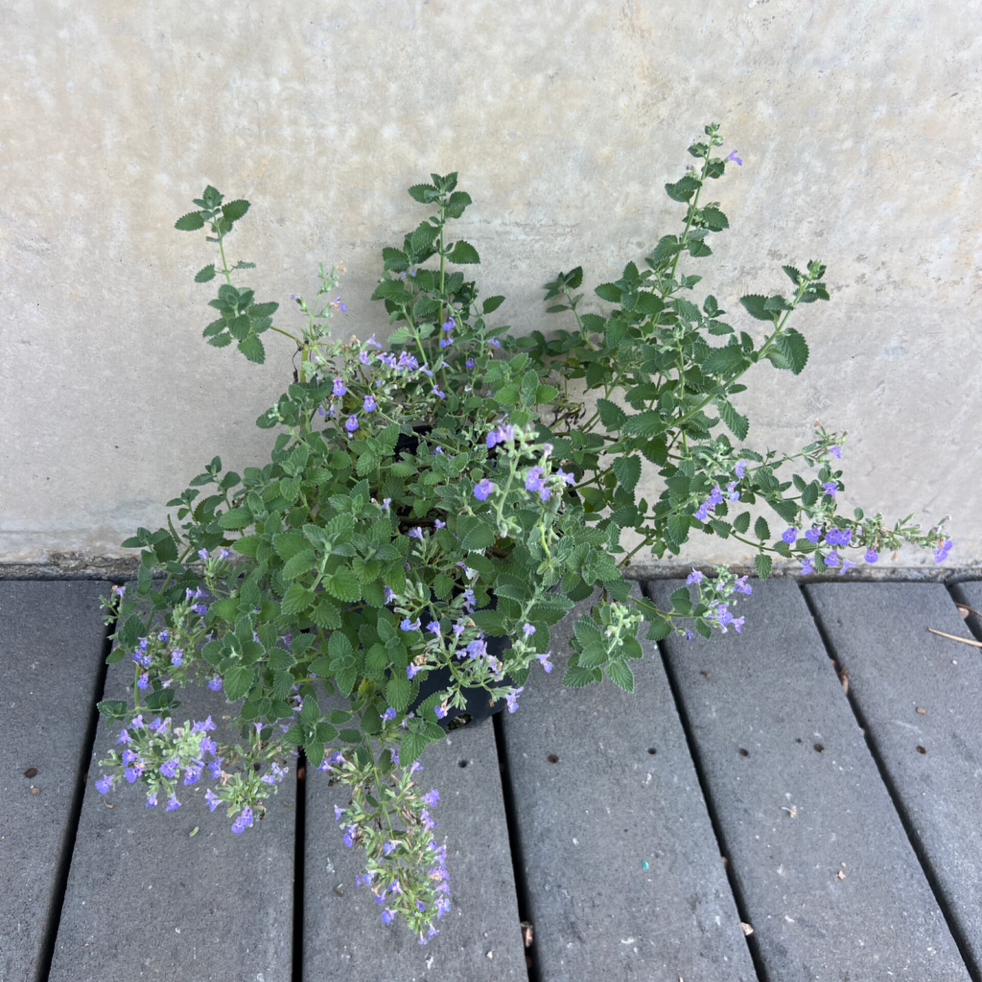 Nepeta faassenii ‘Walker’s Low’ (Catmint) at The John Fairey Garden nursery in Hempstead, Texas