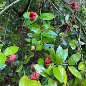 Euonymus americanus