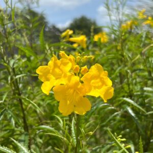 Tecoma stans var. angustata (Yellow Bells / Esperanza) at The John Fairey Garden nursery in Hempstead, Texas