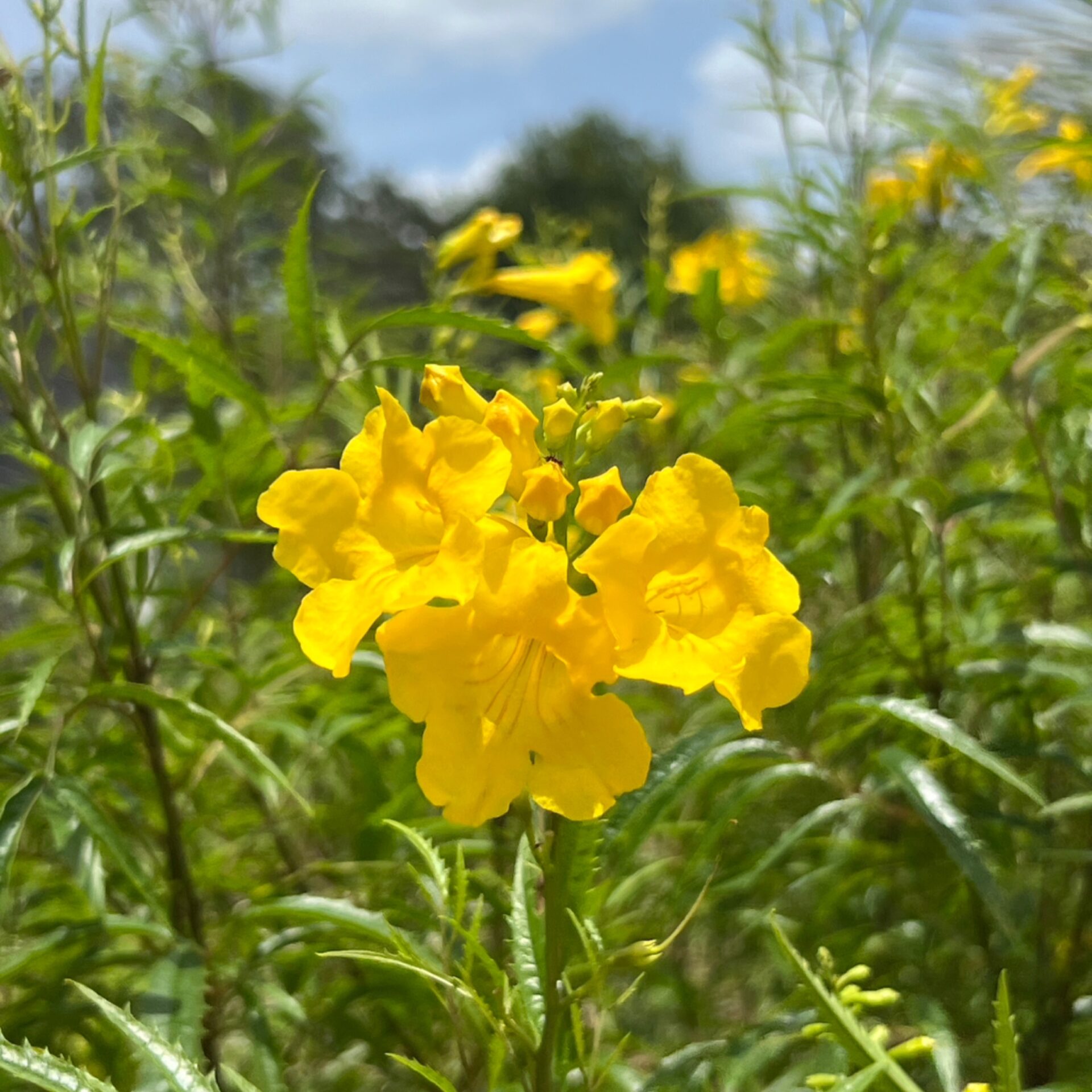 Tecoma stans var. angustata (Yellow Bells / Esperanza) at The John Fairey Garden nursery in Hempstead, Texas