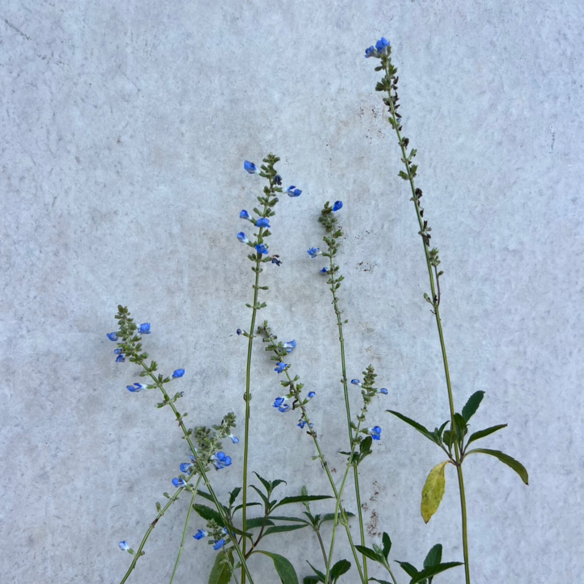 Salvia uliginosa (Bog Sage) at The John Fairey Garden nursery in Hempstead, Texas
