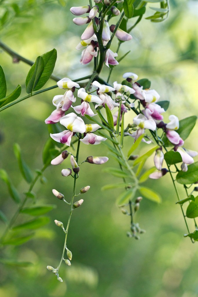 Styphnolobium affine (Eve's Necklace) at The John Fairey Garden nursery in Hempstead, Texas