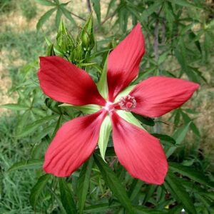 Hibiscus coccineus (Texas Star Hibiscus) at The John Fairey Garden nursery in Hempstead, Texas
