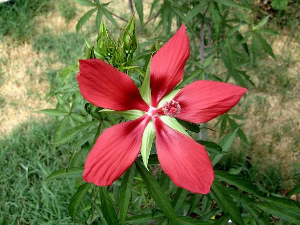 Hibiscus coccineus (Texas Star Hibiscus) at The John Fairey Garden nursery in Hempstead, Texas