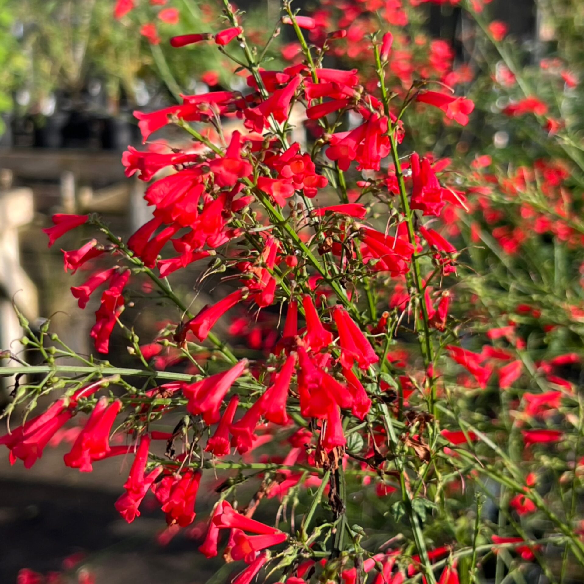 Russelia equisetiformis (Firecracker Fern) at The John Fairey Garden nursery in Hempstead, Texas