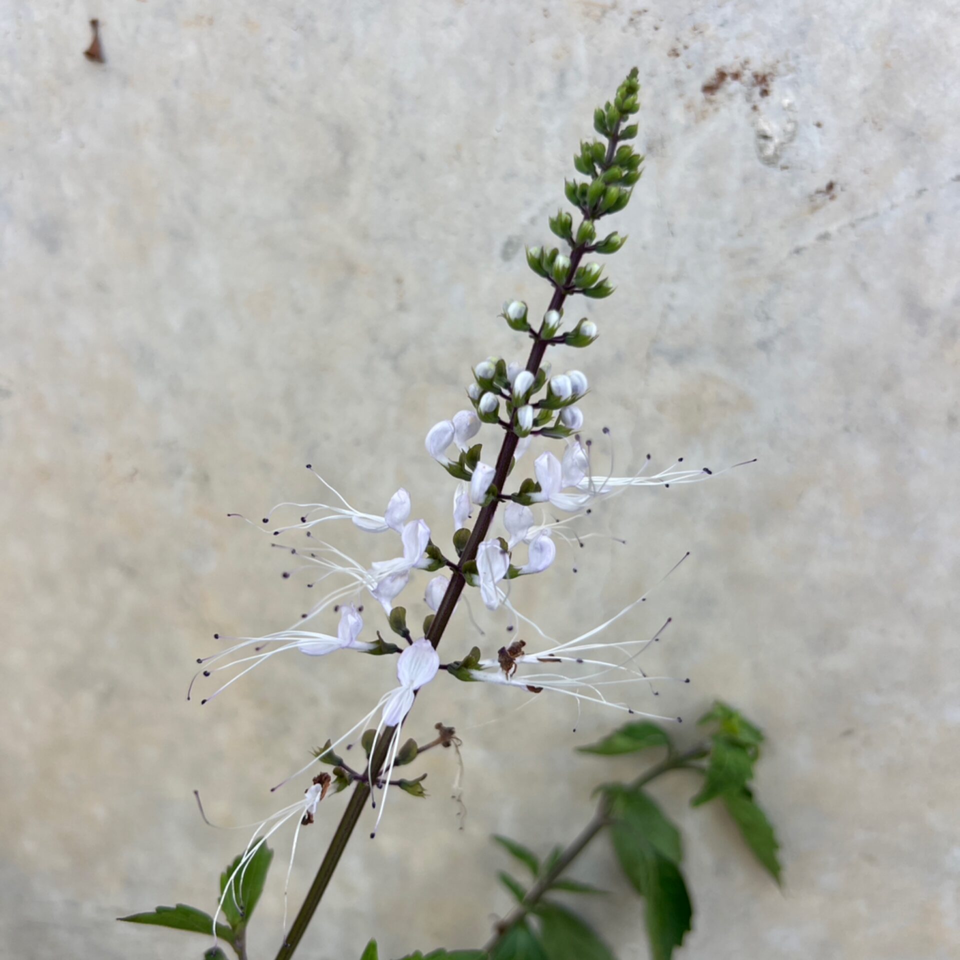 Orthosiphon sp. ‘Alba’ (White Cat Whiskers) at The John Fairey Garden nursery in Hempstead, Texas