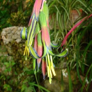 Billbergia nutans (Queen's Tears) at The John Fairey Garden nursery in Hempstead, Texas