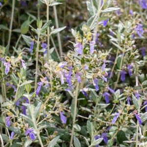 Teucrium fruticans (Tree Germander) at The John Fairey Garden nursery in Hempstead, Texas