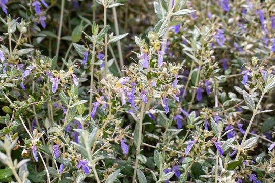 Teucrium fruticans (Tree Germander) at The John Fairey Garden nursery in Hempstead, Texas