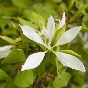 Bauhinia lunarioides (Anacacho Orchid Tree) at The John Fairey Garden nursery in Hempstead, Texas