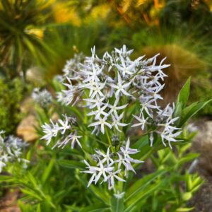 Amsonia tabernaemontana (Eastern Bluestar) at The John Fairey Garden nursery in Hempstead, Texas