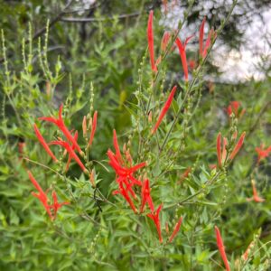Anisacanthus quadrifidus var. wrightii (Flame Acanthus) at The John Fairey Garden nursery in Hempstead, Texas