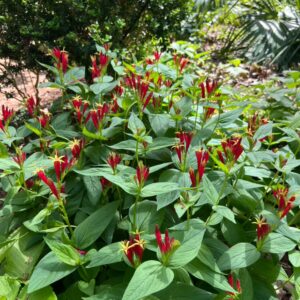 Spigelia marilandica