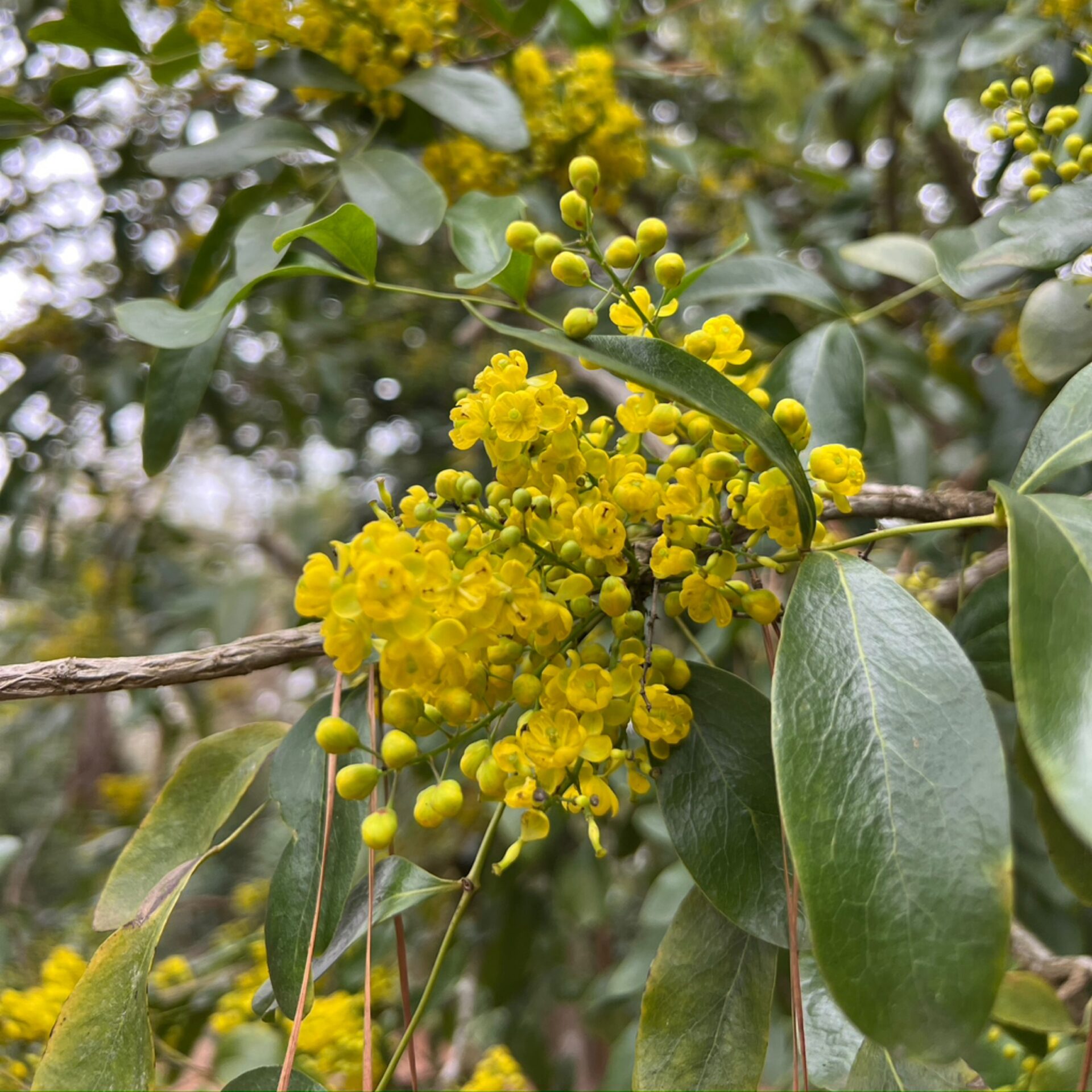 Mahonia chochoco at The John Fairey Garden nursery in Hempstead, Texas