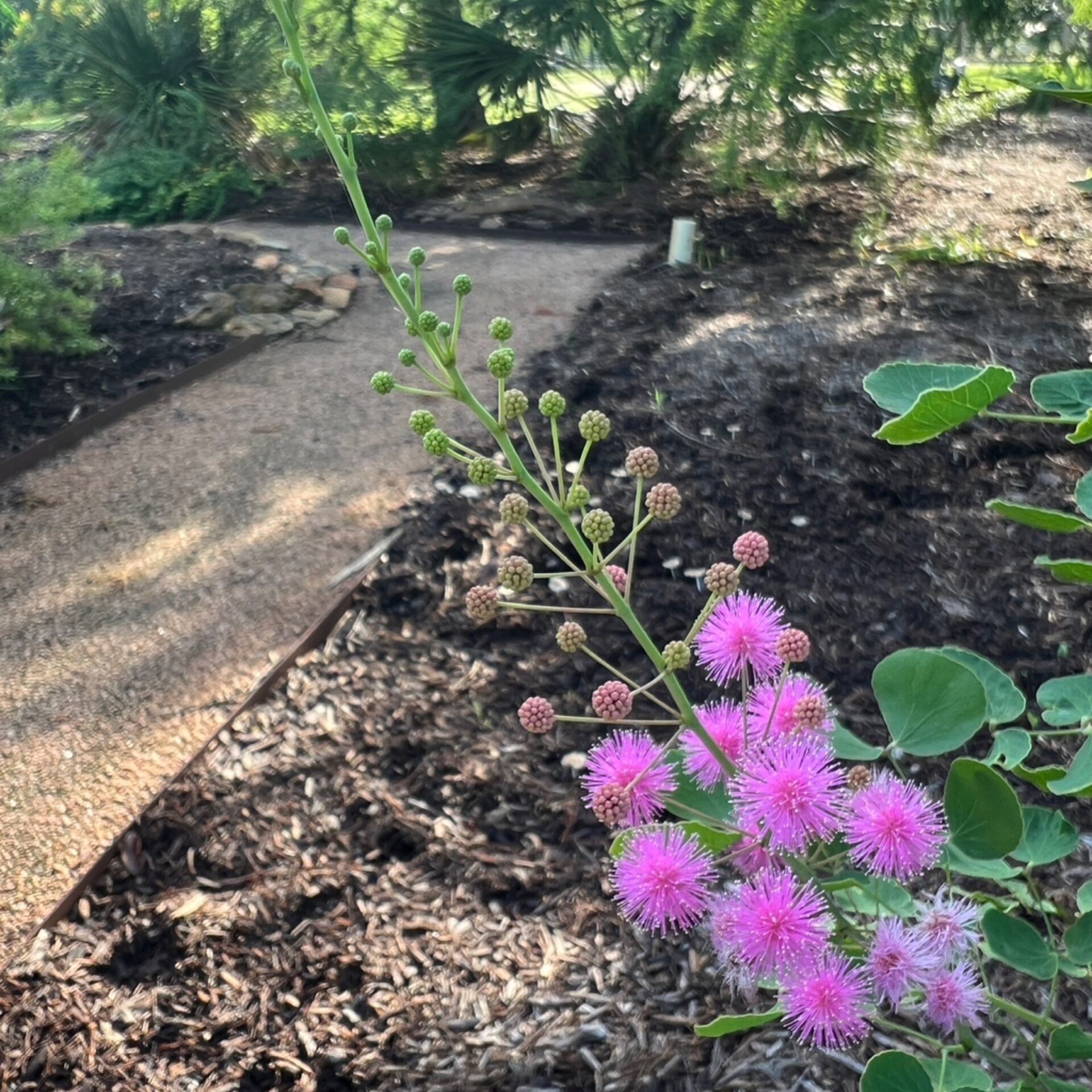Mimosa martindelcampoi (Bauhinia-Leaf Mimosa) at The John Fairey Garden nursery in Hempstead, Texas