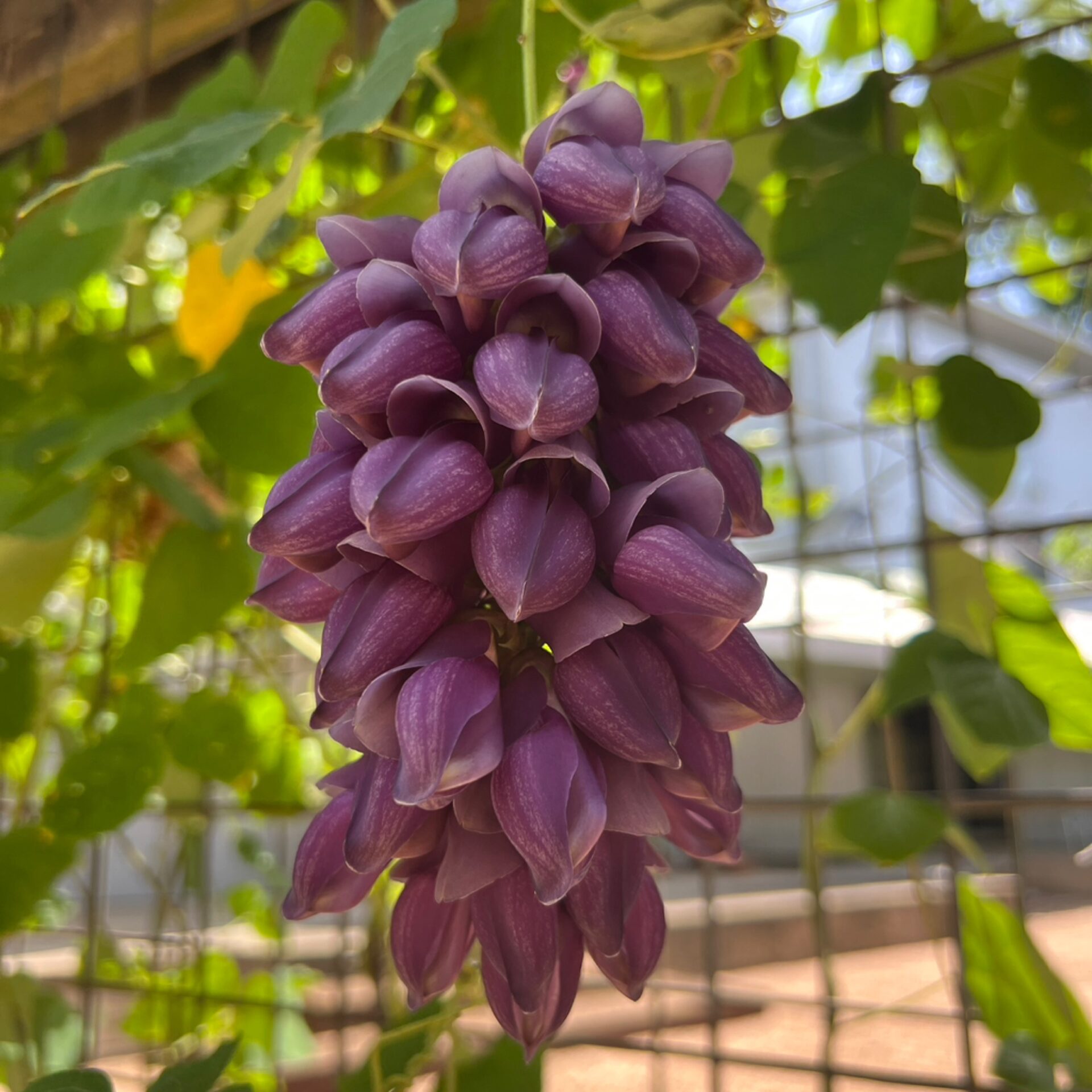 アメリカンフラワー　miuuna Mucuna cyclocarpa | Purple Jade Vine - The John Fairey Garden