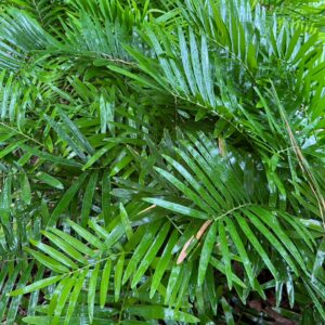 Zamia integrifolia