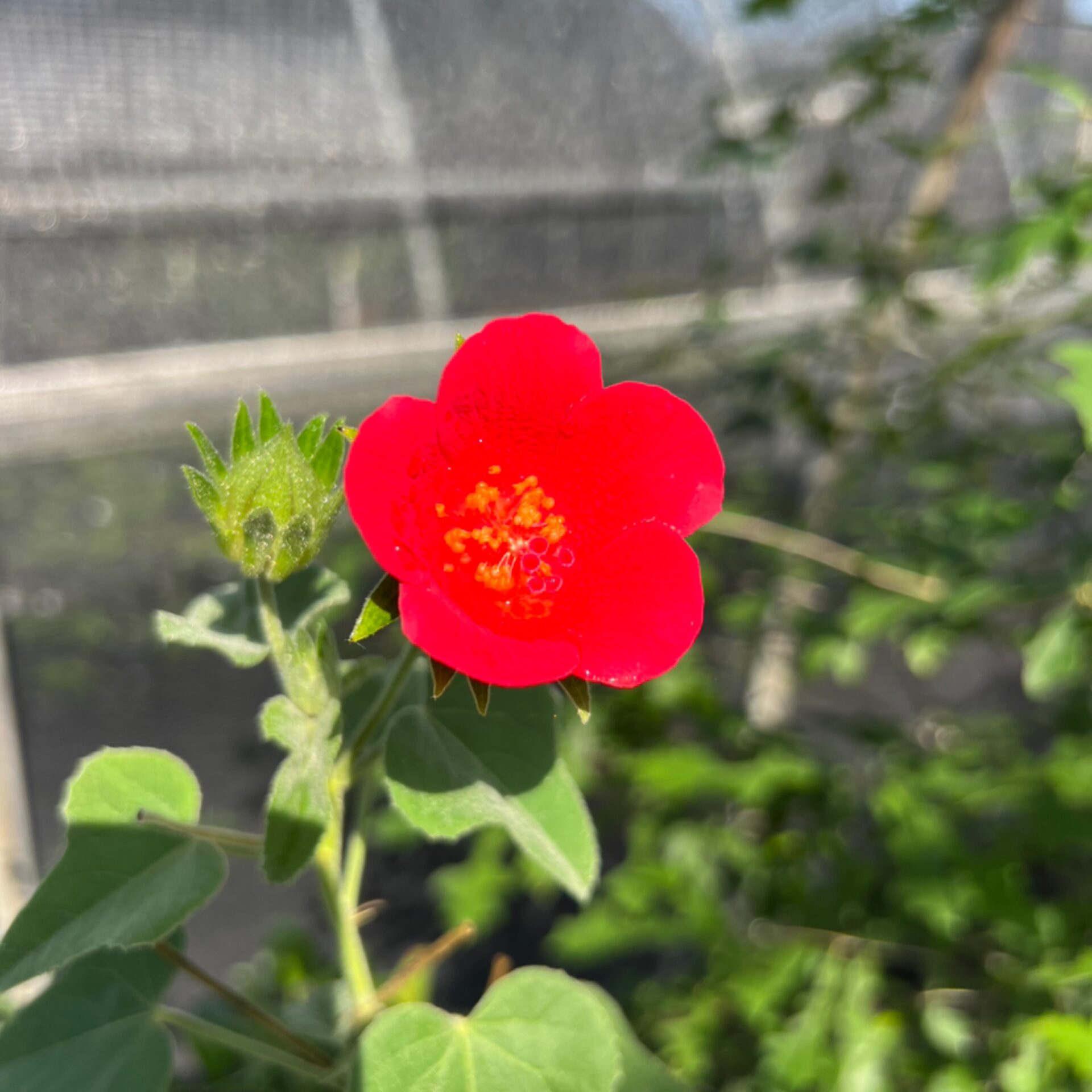 Hibiscus cardiophyllus (Heartleaf Rosemallow) at The John Fairey Garden nursery in Hempstead, Texas