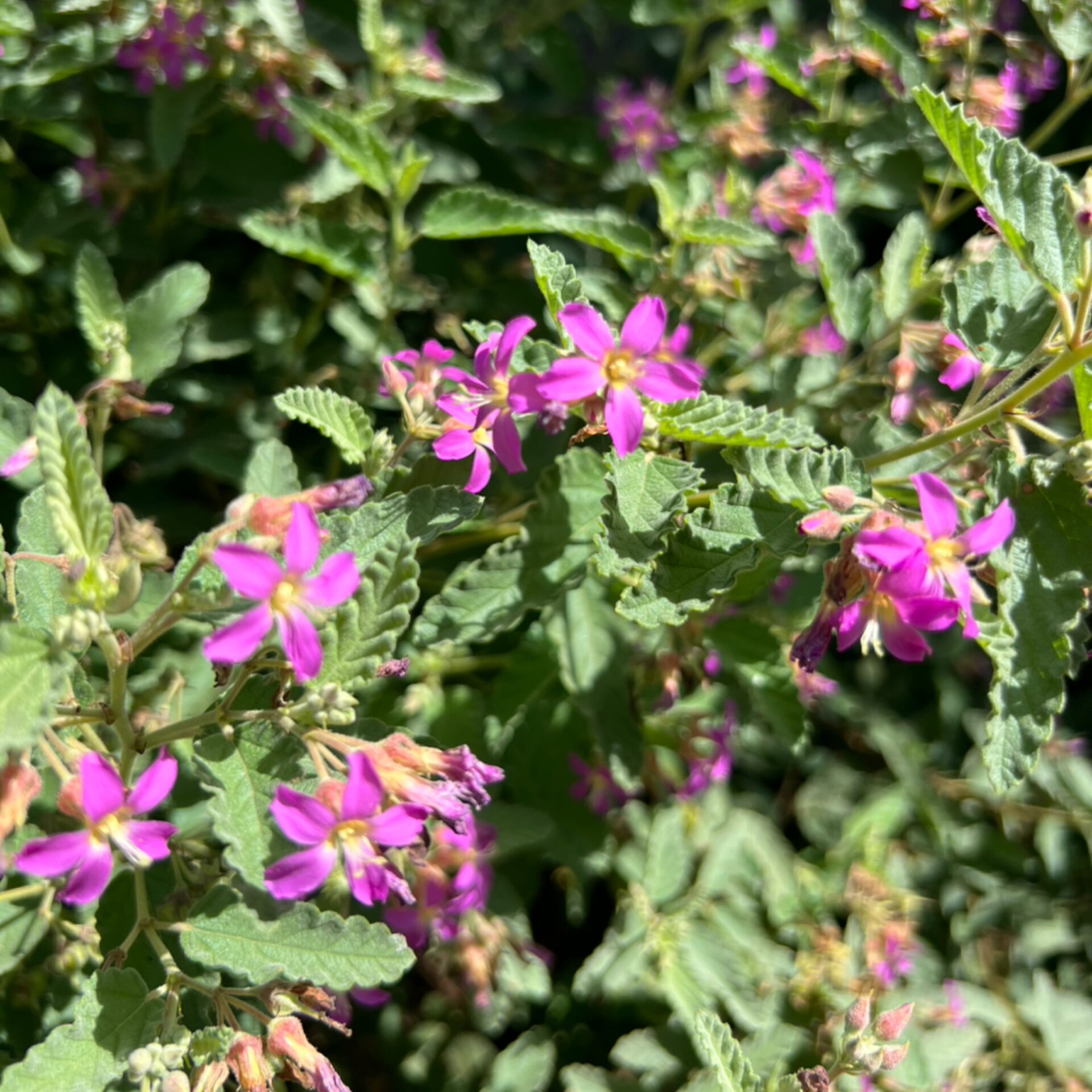 Melochia tomentosa (Pyramid Bush) at The John Fairey Garden nursery in Hempstead, Texas