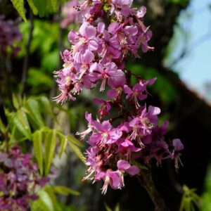 Ungnadia speciosa (Mexican Buckeye) at The John Fairey Garden nursery in Hempstead, Texas